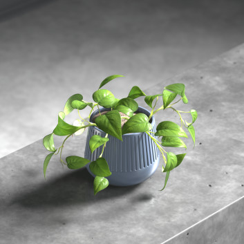 Potted Plant Epipremnums