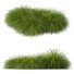 Gras Kalmagrostis Acutiflora Karl Foerster und Carex Elata Aurea - Pandora-land