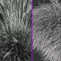 Gras Kalmagrostis Acutiflora Karl Foerster und Carex Elata Aurea - Pandora-land