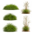 Gras Kalmagrostis Acutiflora Karl Foerster und Carex Elata Aurea - Pandora-land