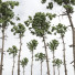 Bäume Neue pflanze pinus engelmannii 02 - Pandora-land
