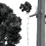 Bäume Neue pflanze pinus engelmannii 02 - Pandora-land