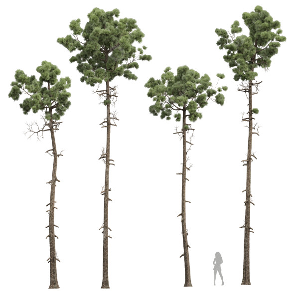 Bäume Neue pflanze pinus engelmannii 02 3D-Modell