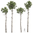 Bäume Neue pflanze pinus engelmannii 02 - Pandora-land