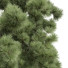 Bäume Neue pflanze pinus palustris - Pandora-land