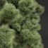 Bäume Neue pflanze pinus palustris - Pandora-land