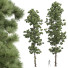 Bäume Neue pflanze pinus palustris - Pandora-land