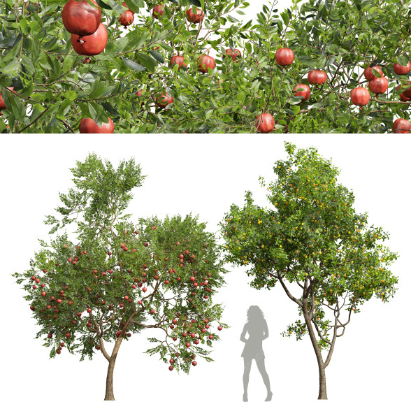 Arbres Grenadier et prunier modèle 3D