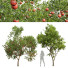Arbres Grenadier et prunier - Pandora-land