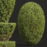 Büsche Neue pflanze ficus concinna bonsai 04 - Pandora-land