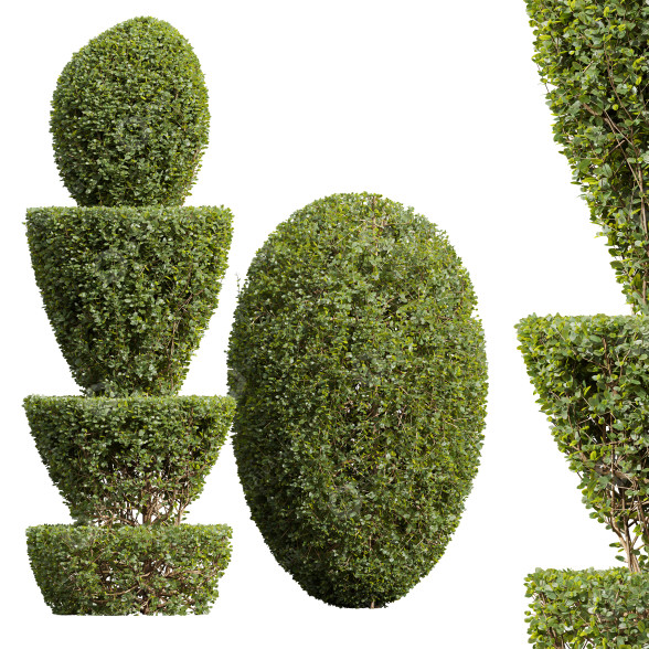 Büsche Neue pflanze ficus concinna bonsai 04 3D-Modell