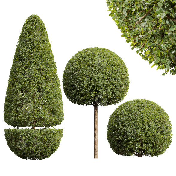 Bäume Neue pflanze ficus concinna 3D-Modell