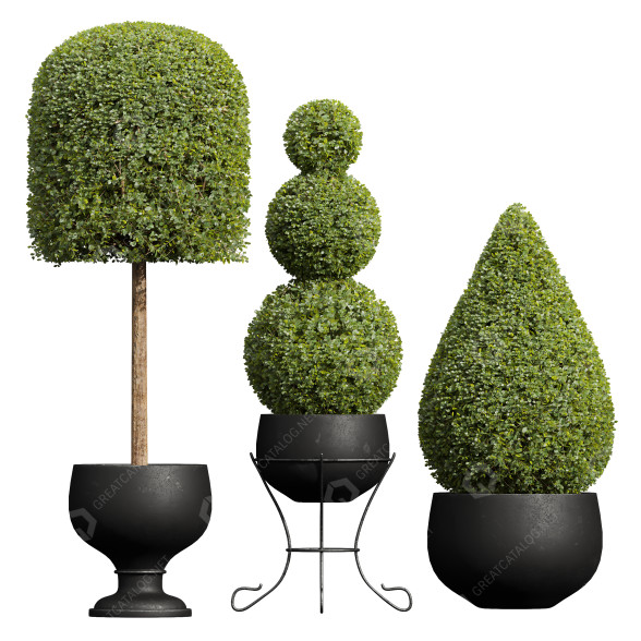 Bäume und Sträucher Neue pflanze ficus concinna bonsai 08 3D-Modell