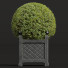 Bäume und Sträucher Neue pflanze ficus concinna bonsai 09 - Pandora-land
