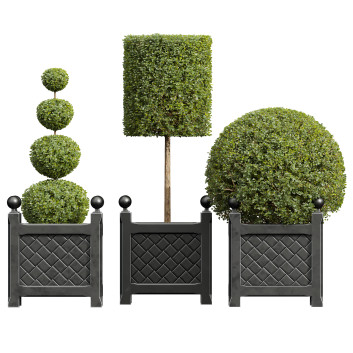Bäume und Sträucher Neue pflanze ficus concinna bonsai 09