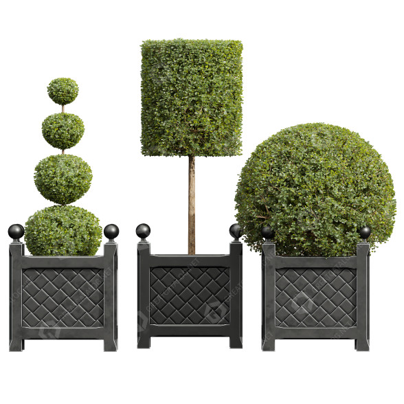 Bäume und Sträucher Neue pflanze ficus concinna bonsai 09 3D-Modell