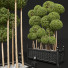 Drzewa New Plant Ficus Concinna Bonsai Pruned 10 - Pandora-land