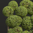 Drzewa New Plant Ficus Concinna Bonsai Pruned 10 - Pandora-land