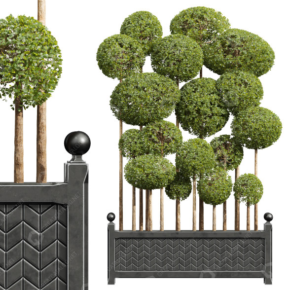 Drzewa New Plant Ficus Concinna Bonsai Pruned 10 model 3D