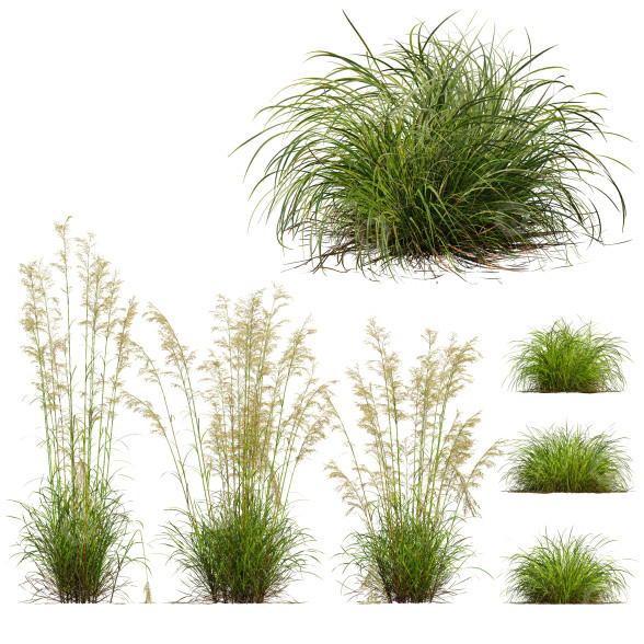 Hierba Celtica Gigantea Stipa Avena Dorada y Carex Elata Aurea Modelo 3D