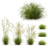 Hierba Celtica Gigantea Stipa Avena Dorada y Carex Elata Aurea - Pandora-land