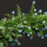 Żywopłot New Plant Ceratostigma Plumbaginoides Bleiwurz Decorative - Pandora-land