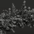 Żywopłot New Plant Ceratostigma Plumbaginoides Bleiwurz Decorative - Pandora-land