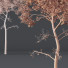 Baum HQ Pflanzen Esche Groß - Pandora-land