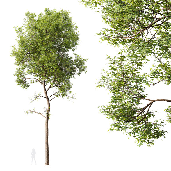 Baum HQ Pflanzen Esche Groß 3D-Modell