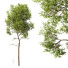 Baum HQ Pflanzen Esche Groß - Pandora-land