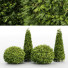 Drzewa i krzewy Golden Globe Dwarf Thuja and Rocky Mountain Juniper - Pandora-land