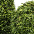 Drzewa i krzewy Golden Globe Dwarf Thuja and Rocky Mountain Juniper - Pandora-land