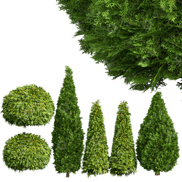Drzewa i krzewy Golden Globe Dwarf Thuja and Rocky Mountain Juniper model 3D