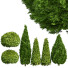 Drzewa i krzewy Golden Globe Dwarf Thuja and Rocky Mountain Juniper - Pandora-land