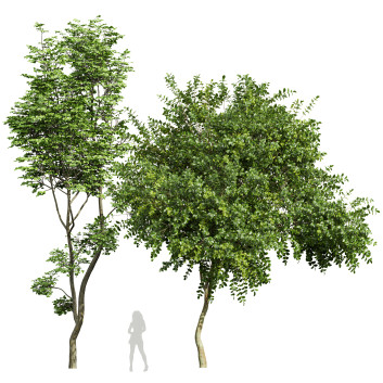 Árboles  Michelia champaca y avellana Modelo 3D