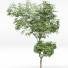 Árboles Michelia champaca, hoja de cerezo japonés y junípero chino - Pandora-land