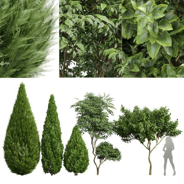 Árboles Michelia champaca, hoja de cerezo japonés y junípero chino Modelo 3D