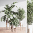 Plantes en pot Ensemble intérieur 043 - nasrinrad