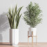 Plantes en pot Ensemble intérieur 043 - nasrinrad