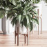 Plantes en pot Ensemble intérieur 043 - nasrinrad