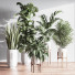 Plantes en pot Ensemble intérieur 043 - nasrinrad
