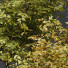 Krzewy HQ Plants Small - Pandora-land