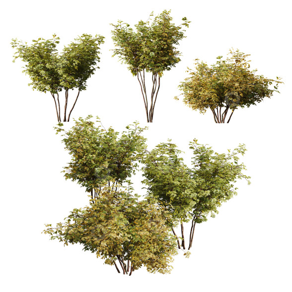 Krzewy HQ Plants Small model 3D