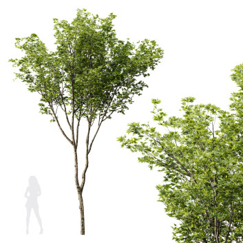 Árbol  HQ Plantas Arce Pseudoplatano Modelo 3D