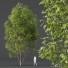 Drzewa Acer Saccharinum - Pandora-land