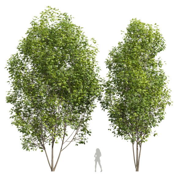 Drzewa Acer Saccharinum model 3D