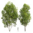 Drzewa Acer Saccharinum - Pandora-land