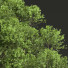 Дерева Декоративний Камфорний Кориця і Клен Псевдоплатан - Pandora-land