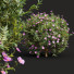 Krzewy Cistus Albidus Zistrose - Pandora-land