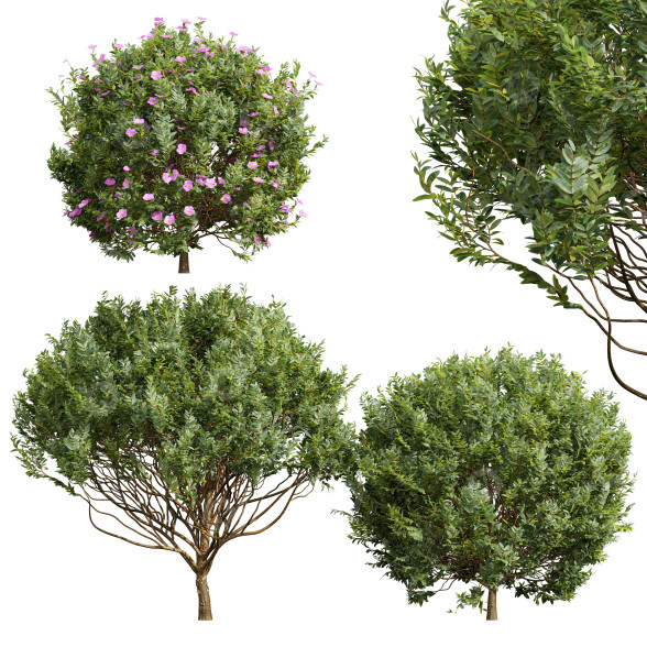 Krzewy Cistus Albidus Zistrose model 3D